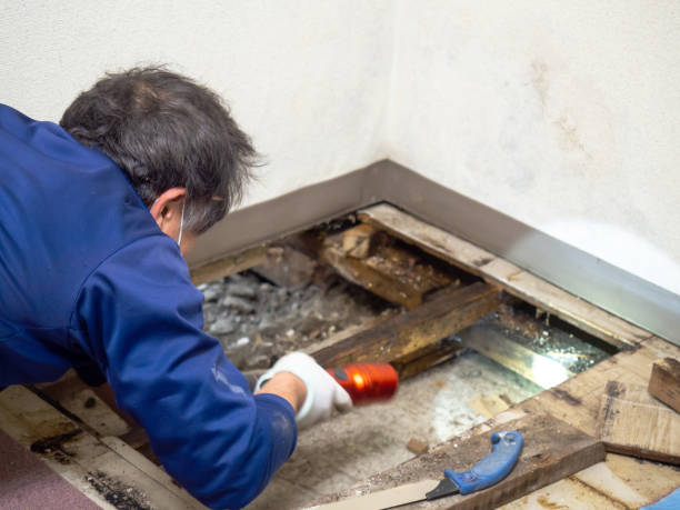 Best Professional Mold Removal  in Saline, MI