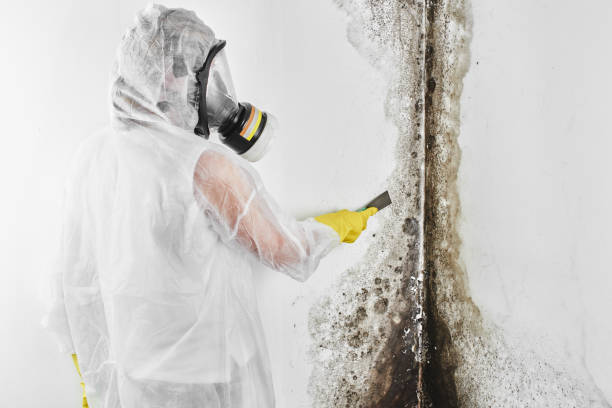 Best Mold Testing  in Saline, MI