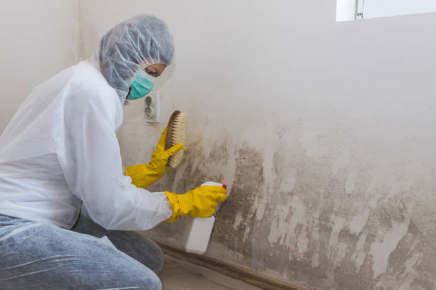Best Black Mold Removal  in Saline, MI