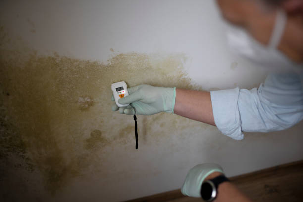 Best Local Mold Removal Service  in Saline, MI