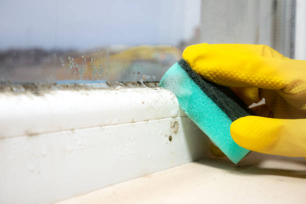 Best Office Mold Removal Services  in Saline, MI