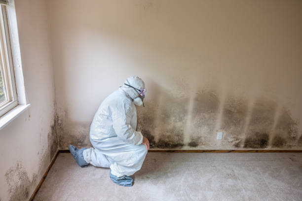 Best Mold Remediation Experts  in Saline, MI