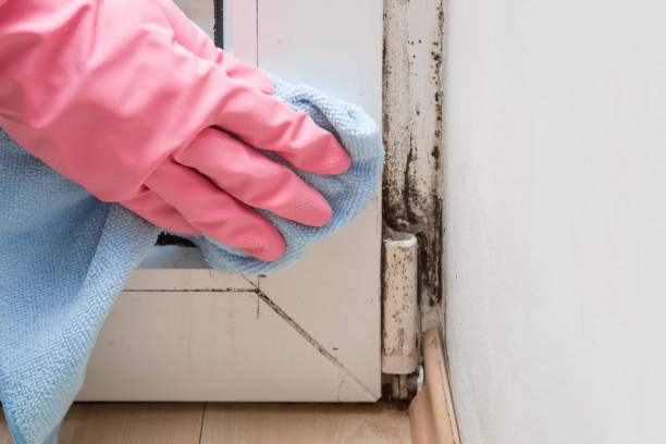 Best Certified Mold Removal  in Saline, MI