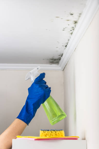  Saline, MI Mold Removal Pros