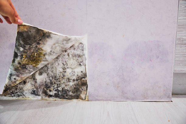 Best Emergency Mold Removal  in Saline, MI